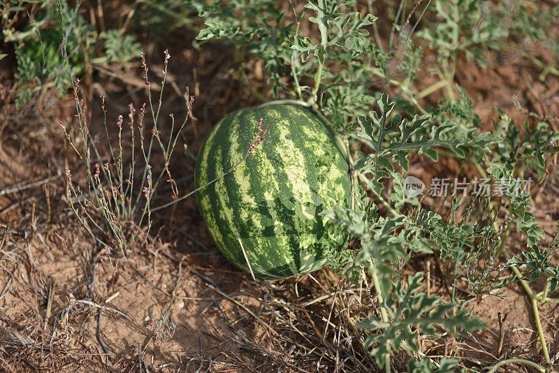 Watermelon in the field